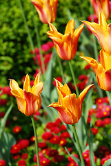 Image showing Orange tulips background