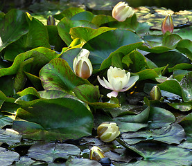 Image showing White water lily