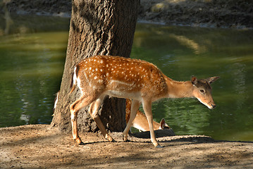 Image showing Deer