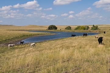 Image showing Cattle