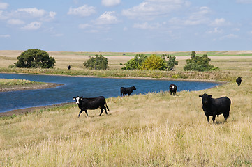 Image showing Cattle