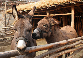 Image showing Donkeys