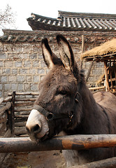 Image showing Little donkey