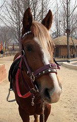 Image showing Horse