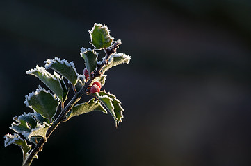 Image showing Holly and Frost Background