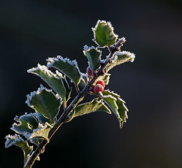 Image showing Holly and Frost 