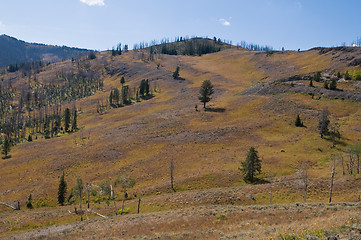 Image showing Alpine meadow