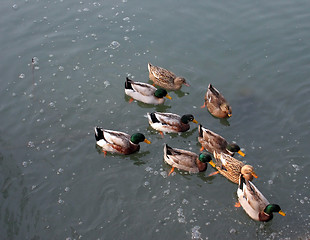 Image showing Ducks