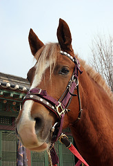 Image showing Horse