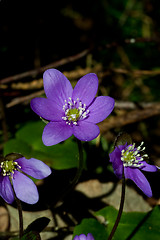 Image showing blue anemones