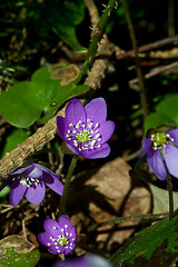 Image showing blue anemones