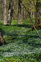 Image showing wood anemones