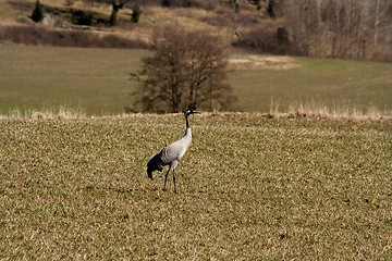 Image showing Crane