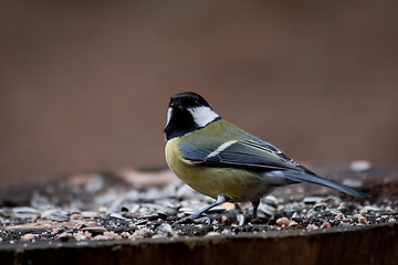 Image showing great tit