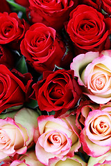 Image showing lots of roses