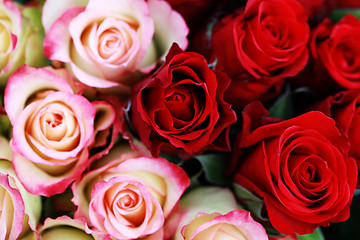 Image showing lots of roses