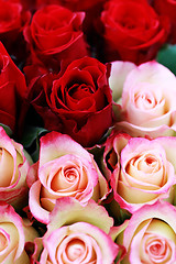 Image showing lots of roses