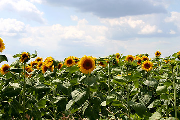 Image showing Sunflowers