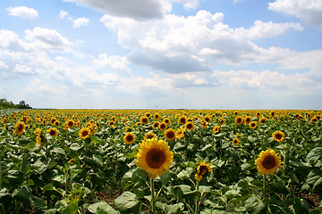 Image showing Sunflowers