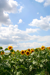 Image showing Sunflowers