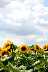 Image showing Sunflowers