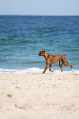 Image showing Dog at the Beach