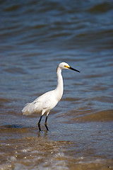 Image showing Snowy Egret