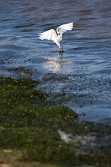 Image showing Snowy Egret