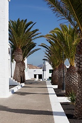 Image showing Palm Avenue 