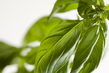 Image showing Fresh Basil Plant Leaves and Sprout Abstract