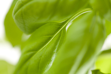 Image showing Fresh Basil Plant Leaves Abstract