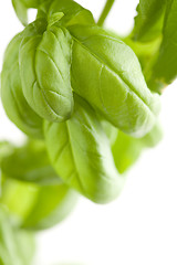 Image showing Fresh Basil Plant Leaves Abstract