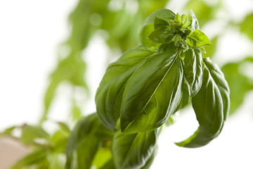 Image showing Fresh Basil Plant Leaves and Sprout Abstract