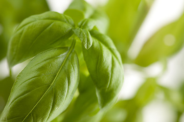 Image showing Fresh Basil Plant Leaves Abstract