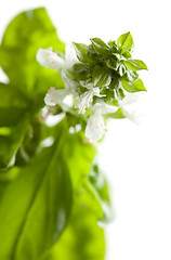 Image showing Fresh Basil Plant Leaves and Sprout Abstract