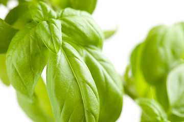 Image showing Fresh Basil Plant Leaves Abstract