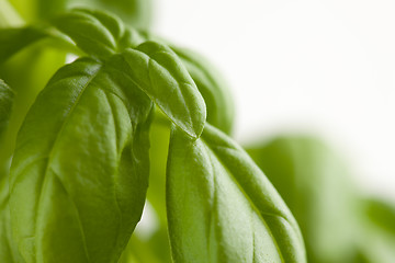 Image showing Fresh Basil Plant Leaves Abstract