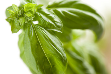 Image showing Fresh Basil Plant Leaves and Sprout Abstract