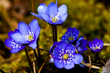 Image showing blue anemones