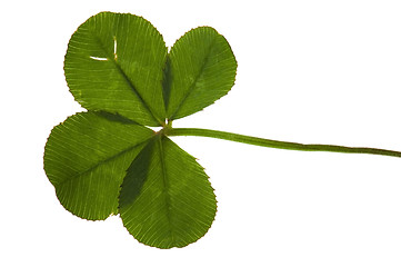 Image showing Four Leaf Clover isolated on the white background