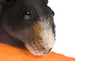 Image showing skinny guinea pig with carrot on white background