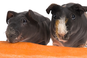 Image showing skinny guinea pigs with carrot on white background