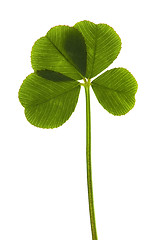 Image showing Four Leaf Clover isolated on the white background