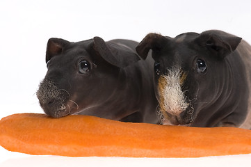 Image showing skinny guinea pigs with carrot on white background