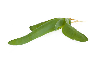 Image showing aloe vera