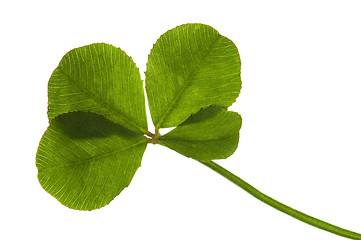 Image showing Four Leaf Clover isolated on the white background