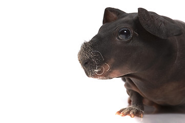 Image showing skinny guinea pig on white background