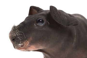 Image showing skinny guinea pig on white background