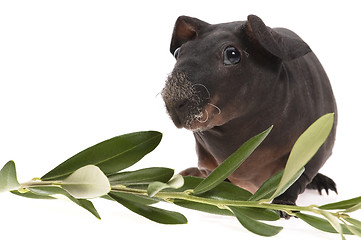 Image showing skinny guinea pig and olive branch on white background