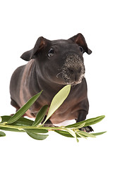 Image showing skinny guinea pig and olive branch on white background